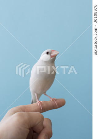 粉彩銀石鳥 粉彩銀石鳥 30109976