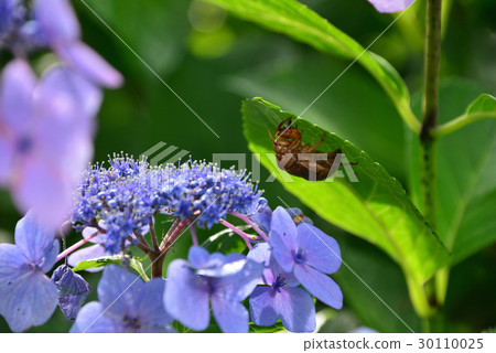 拍攝附在藍紫色繡球花和葉背上的蟬殼 拍攝附在藍紫色繡球花和葉背上的蟬殼 30110025