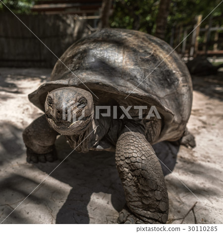 giant elephant tortoise Seychelles La Digue 30110285
