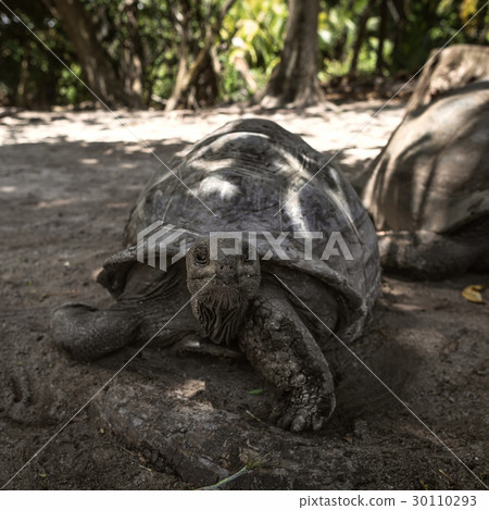 giant elephant tortoise Seychelles La Digue 30110293
