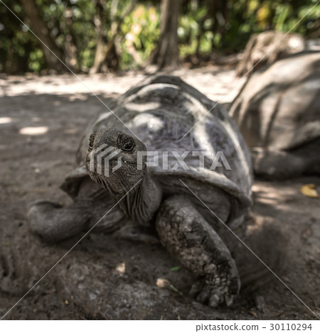 giant elephant tortoise Seychelles La Digue 30110294