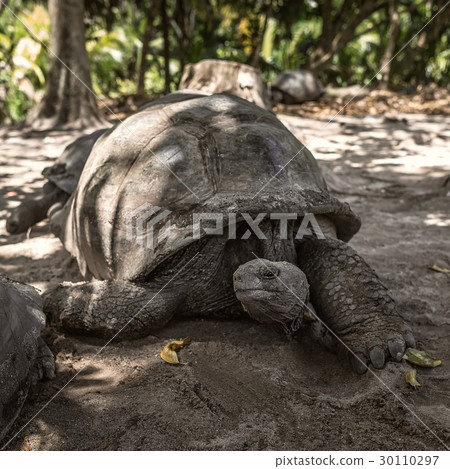 giant elephant tortoise Seychelles La Digue giant elephant tortoise Seychelles La Digue 30110297