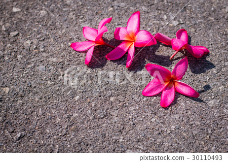 Plumeria flower bossoming for a beautiful summer. Plumeria flower bossoming for a beautiful summer. 30110493