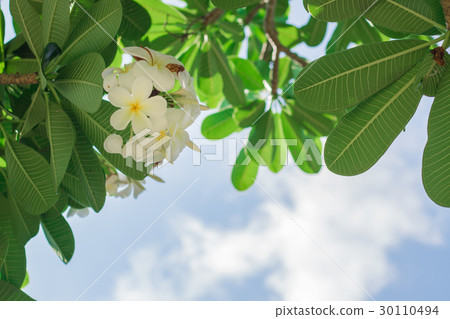 Plumeria flower bossoming for a beautiful summer. Plumeria flower bossoming for a beautiful summer. 30110494