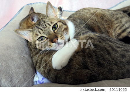 Sleepy cat Sleepy cat 30111065