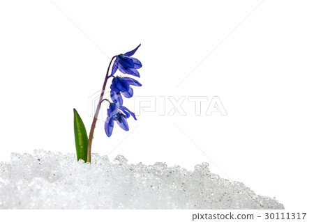 Snowdrop Scilla on white background in snow 30111317