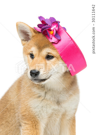 Beautiful shiba inu puppy in pink hat 30111642