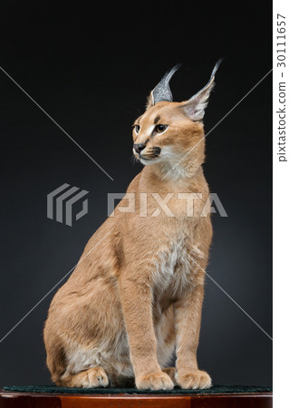 Beautiful caracal lynx over black background 30111657