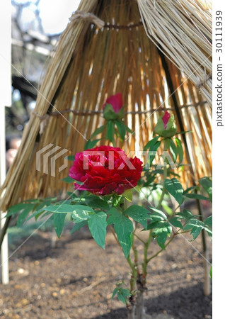 Flower, Peony @ Ueno Toshogu Shrine, Tokyo 30111939