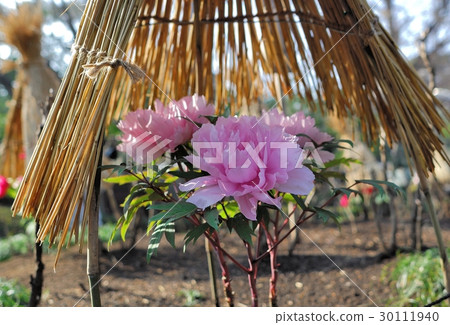 Flower, Peony @ Ueno Toshogu Shrine, Tokyo 30111940