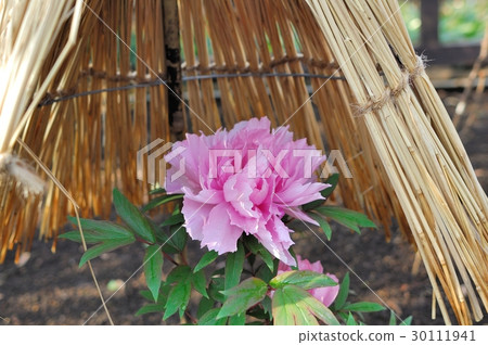 Flower, Peony @ Ueno Toshogu Shrine, Tokyo 30111941