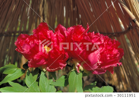 Flower, Peony @ Ueno Toshogu Shrine, Tokyo 30111951
