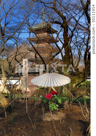 Flower, Peony @ Ueno Toshogu Shrine, Tokyo Flower, Peony @ Ueno Toshogu Shrine, Tokyo 30111954
