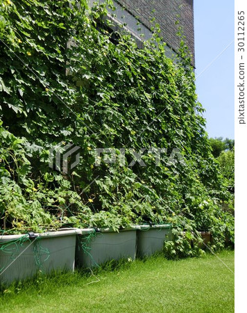 綠色的窗簾 30112265