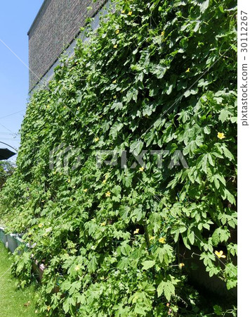 綠色的窗簾 30112267