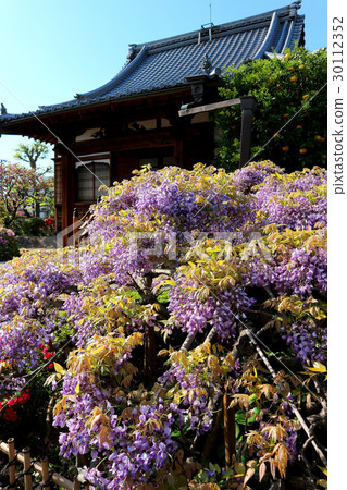 Wisteria wisteria flower (April) Tokyo Arakawa-ku Nishi-Nippori 30112352
