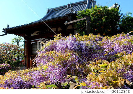 Wisteria wisteria flower (April) Tokyo Arakawa-ku Nishi-Nippori 30112548