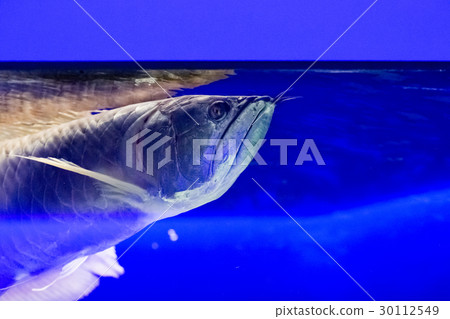 Beautiful colorful fish in the aquarium 30112549