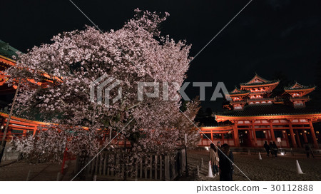 Heian Shrine cherry blossoms light up 30112888