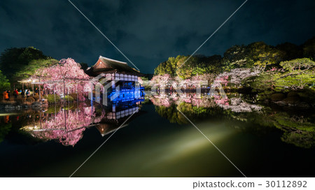 Heian Shrine cherry blossoms light up 30112892