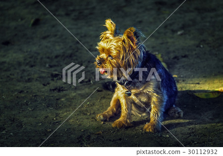 Puppy waiting for the owner, looking at the oblique sunset Puppy waiting for the owner, looking at the oblique sunset 30112932