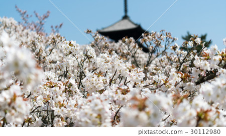 仁和寺的大室櫻花 30112980