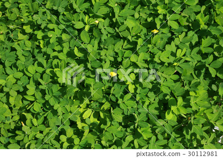green leaves background 30112981