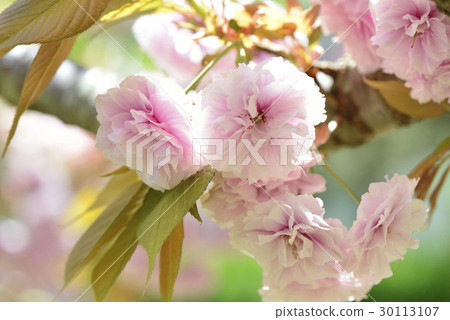 SATO ZAKURA SATO ZAKURA 30113107