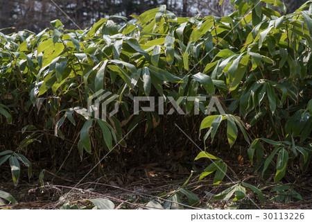 Spring forest Spring forest 30113226