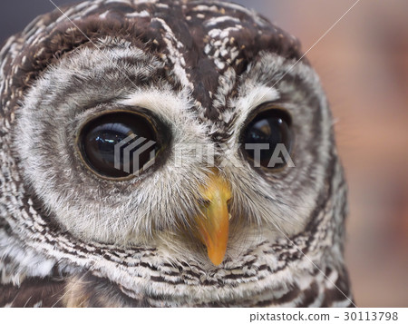 owl   30113798