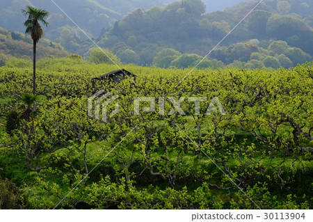 Sprout of persimmons in the morning sun (Tenri, Nara) Sprout of persimmons in the morning sun (Tenri, Nara) 30113904