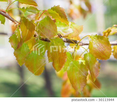 Spring. Aspen twig 30113944