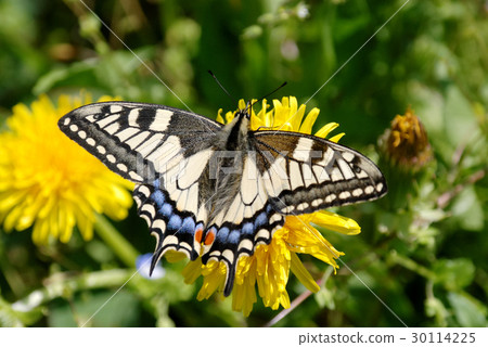 一隻鵪鶉 一隻鵪鶉 30114225