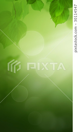 Summer Nightly Nature Background Summer Nightly Nature Background 30114547