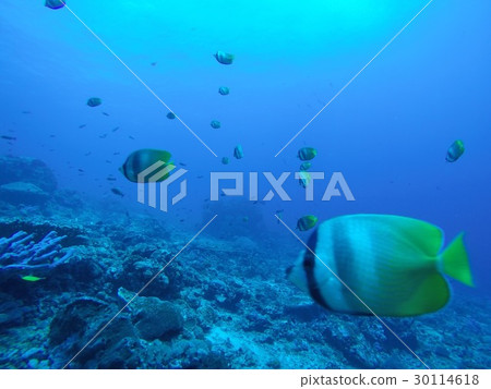 Sea paradise 30114618