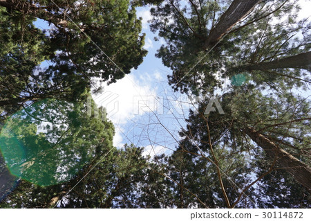 高聳的樹木 高聳的樹木 30114872