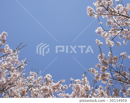 櫻花·盛開·藍天 30114959
