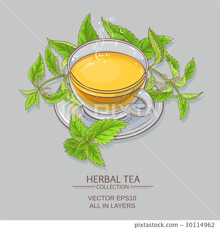 nettle tea illustration 30114962