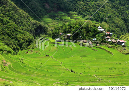 Rice paddy fields of Cordillera 30114972