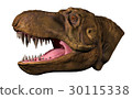 Tyrannosaurus 'Stan' beside the head 30115338