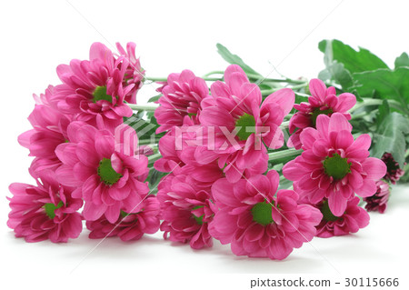 紅紫色噴霧媽媽 30115666