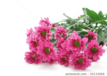 紅紫色噴霧媽媽 30115668