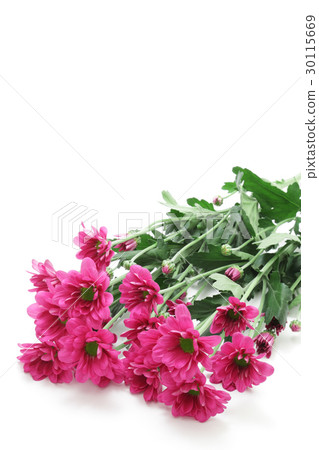 紅紫色噴霧媽媽 30115669