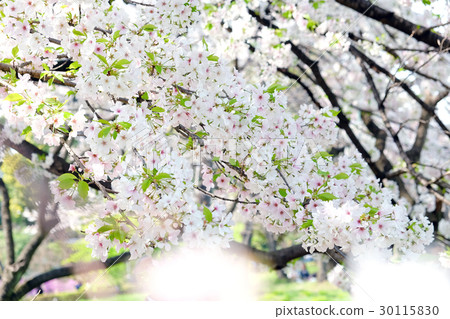 sakura flowers sakura flowers 30115830