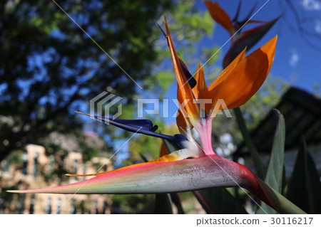 天堂鳥 - 天堂鳥 30116217