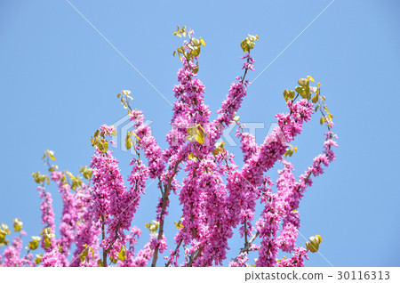 Redbud (Hanasoyoshi) - Stock Photo [30116313] - PIXTA
