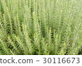 Rosemary	 30116673