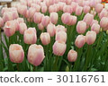 Tulip 30116761