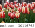 Tulip 30116762