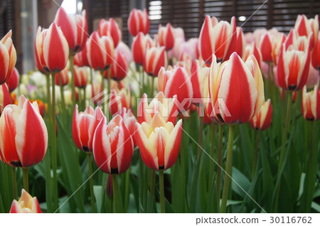 Tulip Tulip 30116762